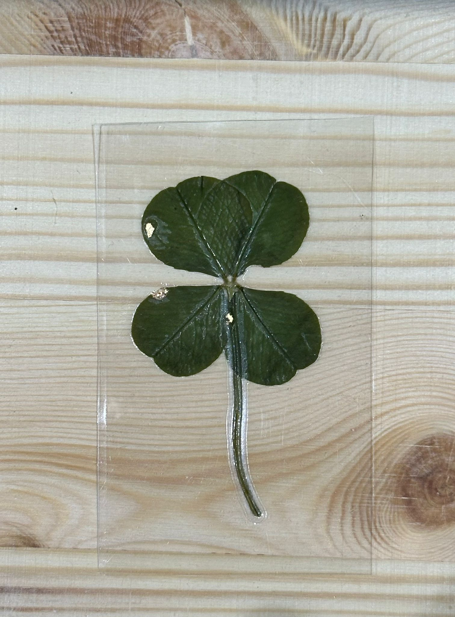 Trèfle à 4 Feuilles Cueilli à Champvent, Finition Dorée