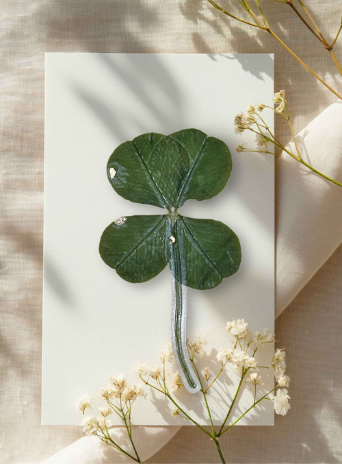 Trèfle à 4 Feuilles Cueilli à Champvent, Finition Dorée